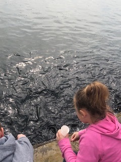 Feeding the fish
