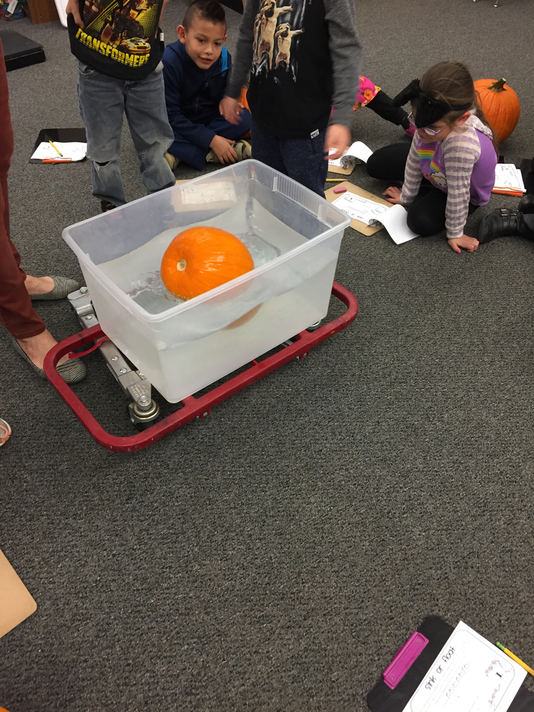 Will my pumpkin sink or float? First grade