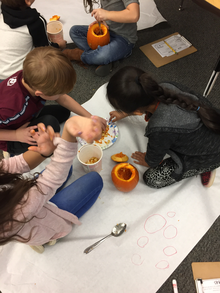 First grade counting pumpkin seeds!